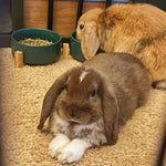 Two rabbits near food bowls