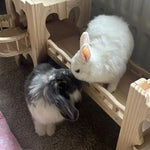 Two rabbits interacting with each other in a wooden enclosure.