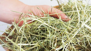 Hand holding a bunch of hay on a white background