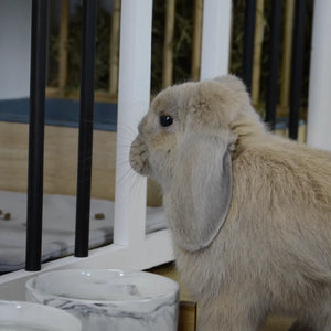 Rabbit with a Bunny Mansions freeroam cage on the background