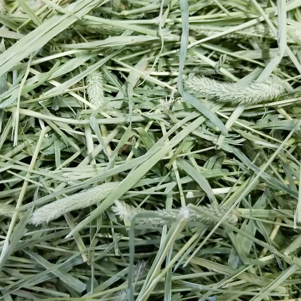 fresh timothy hay for rabbits