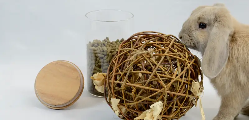 bunny chewing a willow bal