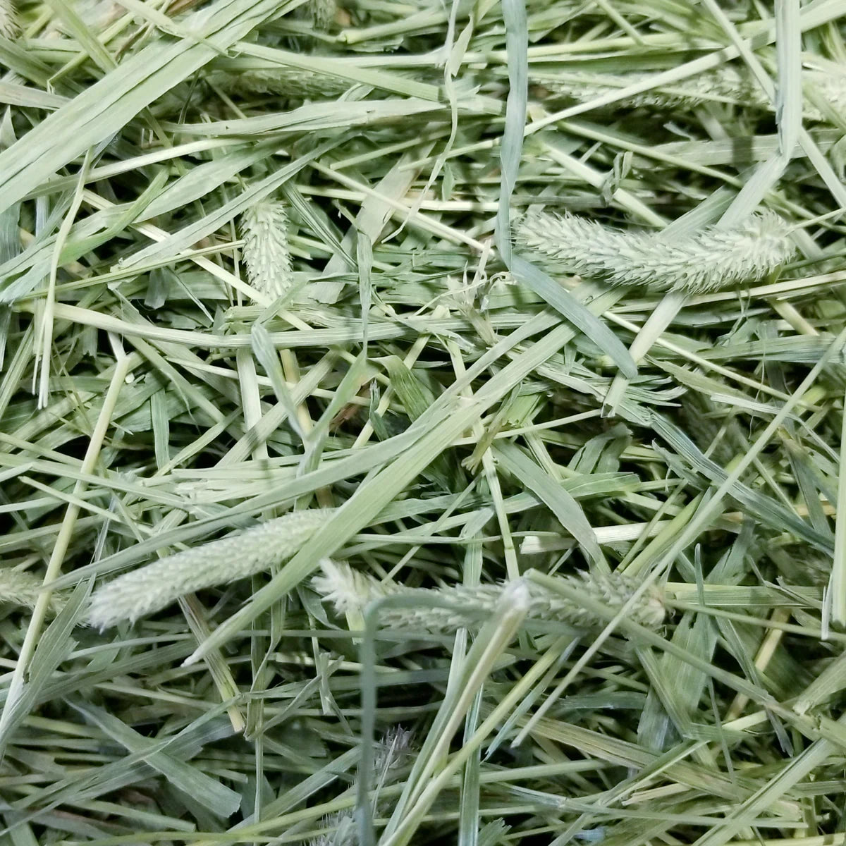 Hay