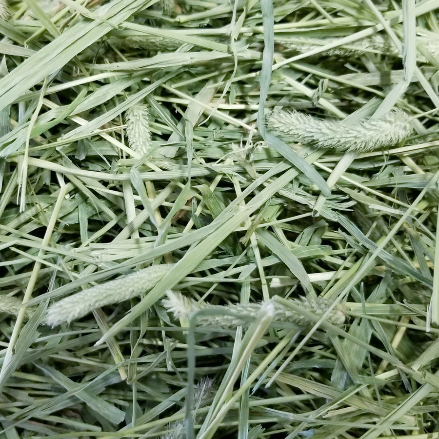 Hay
